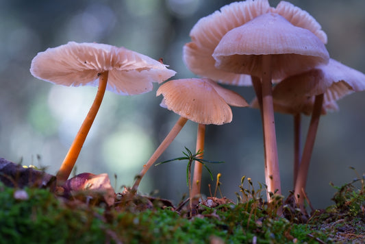 The Fascinating Effects of Psilocybin: Rewiring Your Brain for a Resilient Mindset